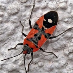 Lygaeus equestris